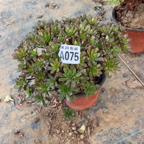 075花茶不包断枝