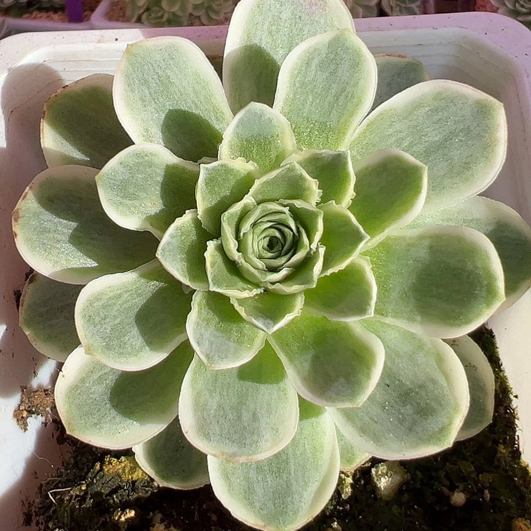 山地玫瑰锦秋夕1306号