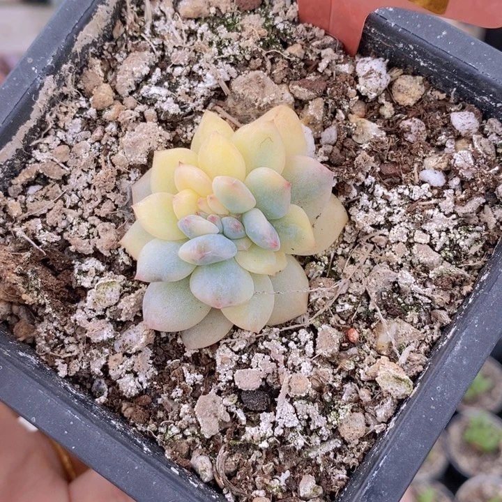 星影锦缀458号一颗