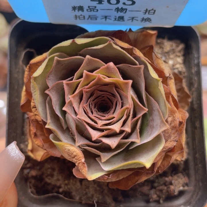 山地玫瑰463裸根发货不售后