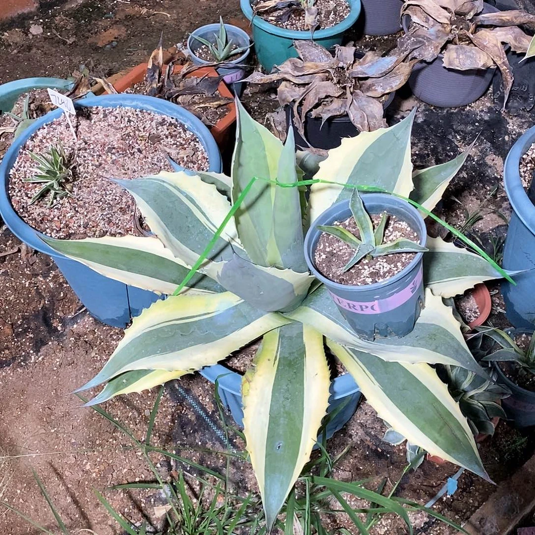 鲸鱼舌小芽10公分左右
