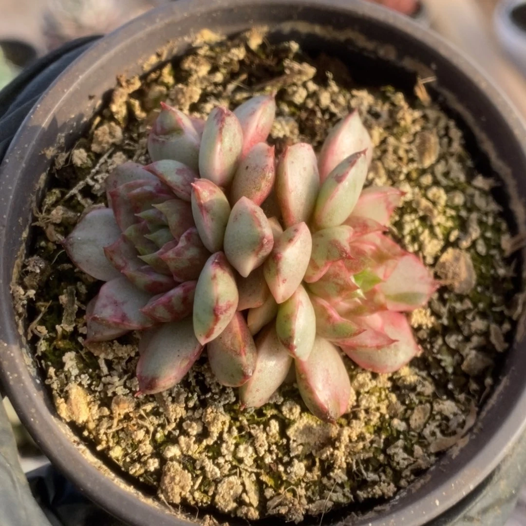 035血燕锦锦锦锦锦锦