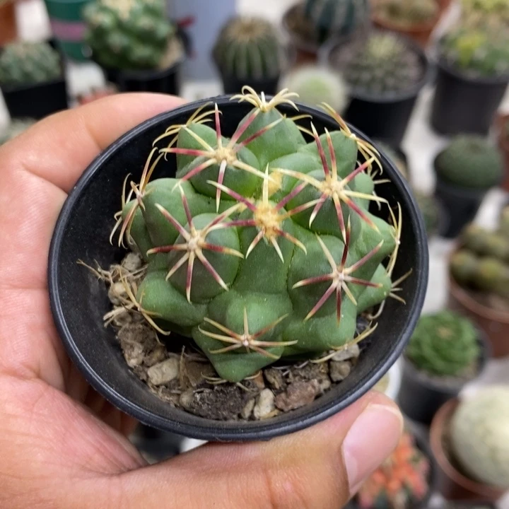 实生大红鹰特价福利