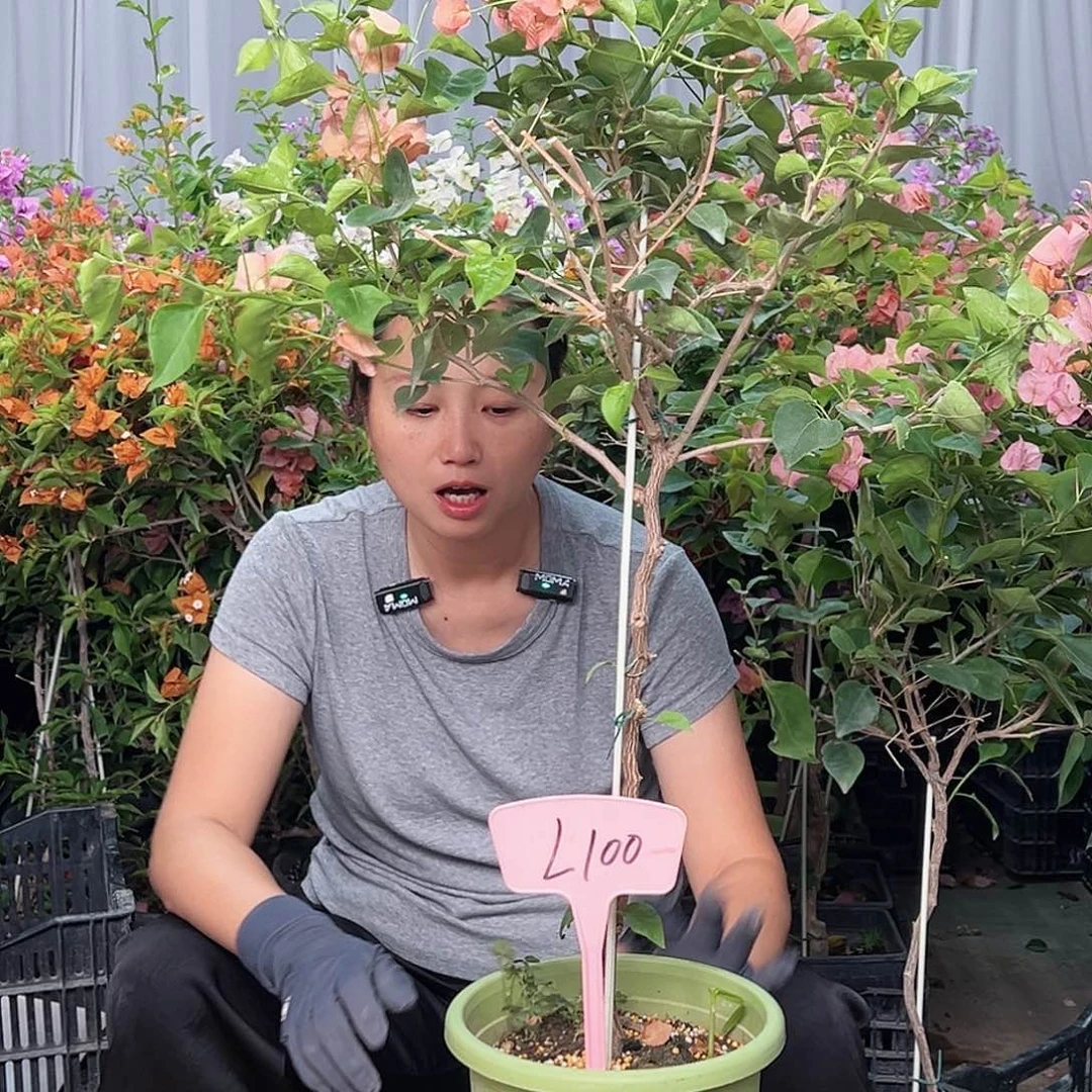 不****当前无花栽培后可以开花L100不甜西瓜