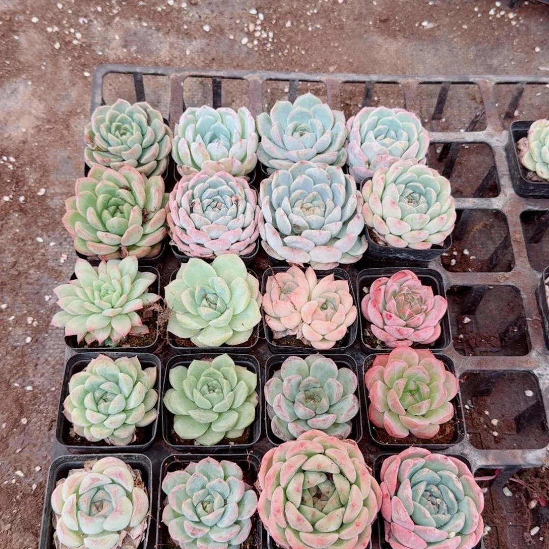 8-36绿色大的美尼糖心珍妮二十颗量拍右五