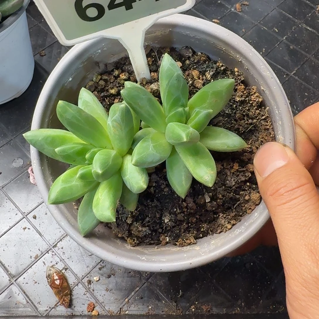 多肉植物领航员群644