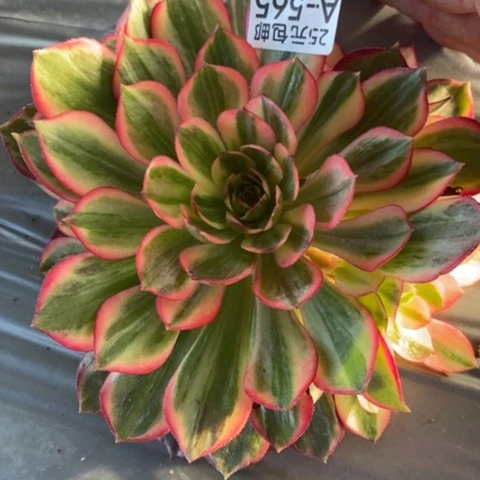 文*565黑魔锦满25包邮多肉