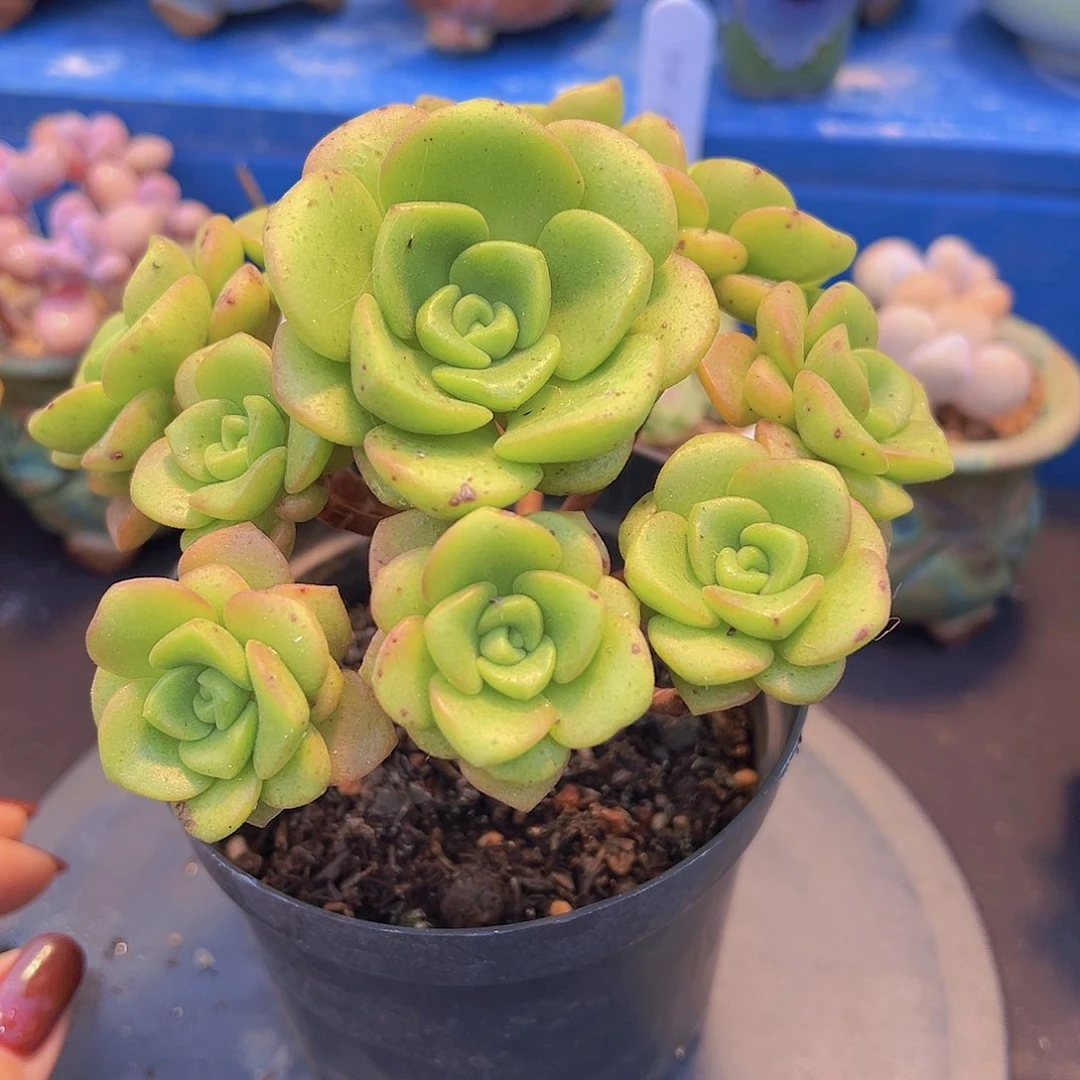 玉*百合丽丽，多肉植物，