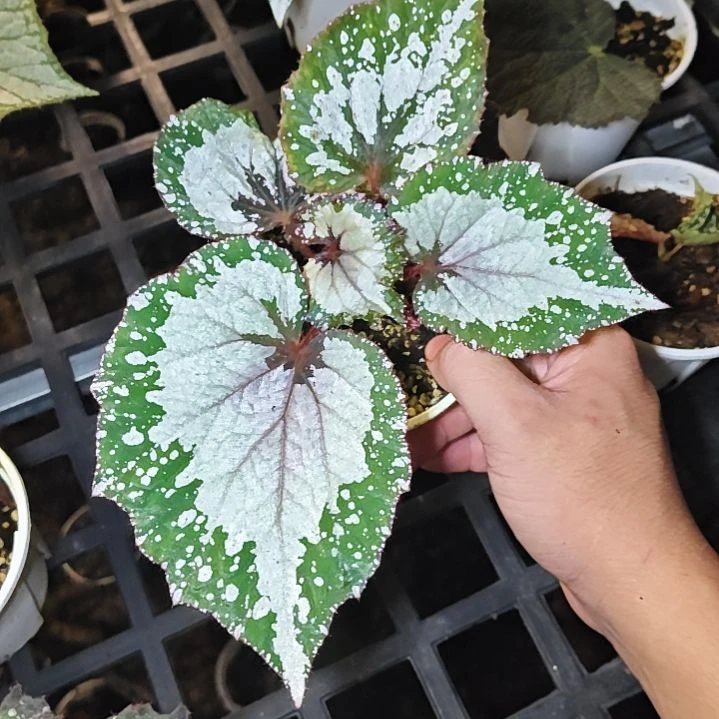 杂菜秋海棠一物一拍