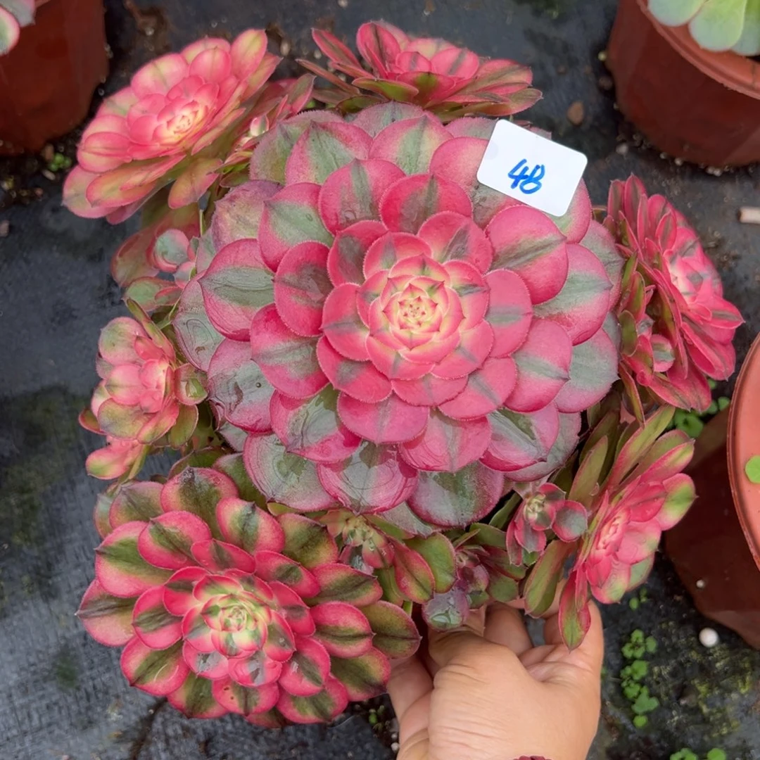 48荔枝炖肉植物洗衣