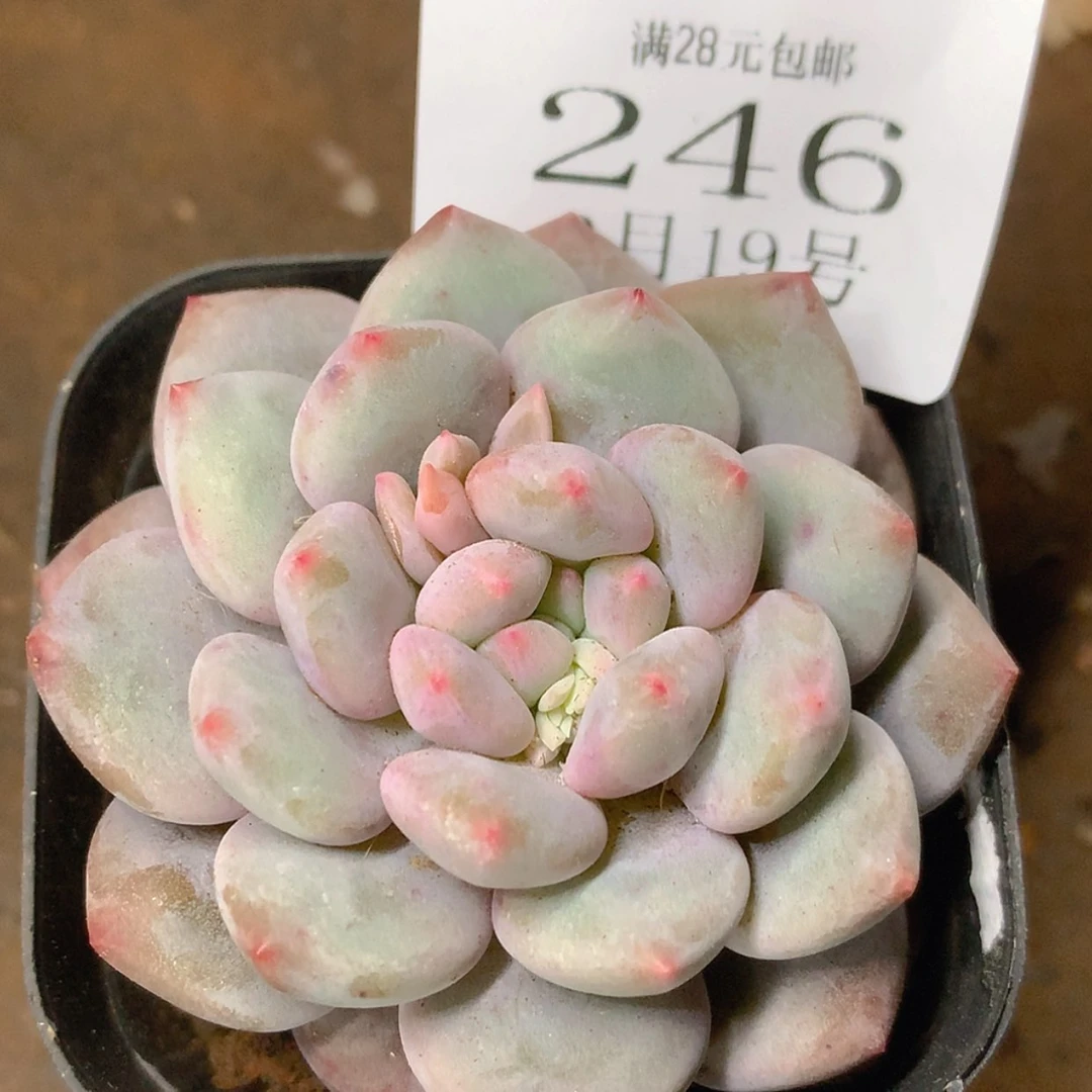 【闪购商品】云246