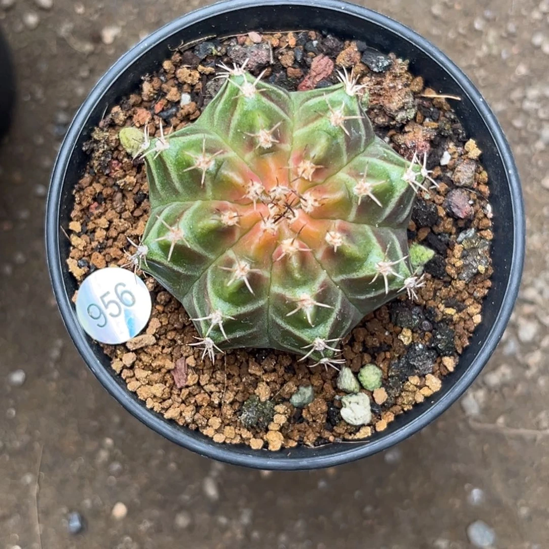 泰系实生轮回，带盆土发货