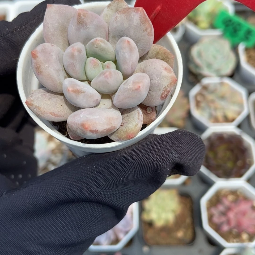 659半夏多肉植物保护我