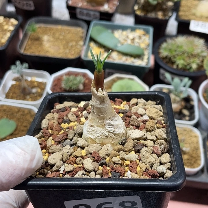 868产地GN弹簧草，