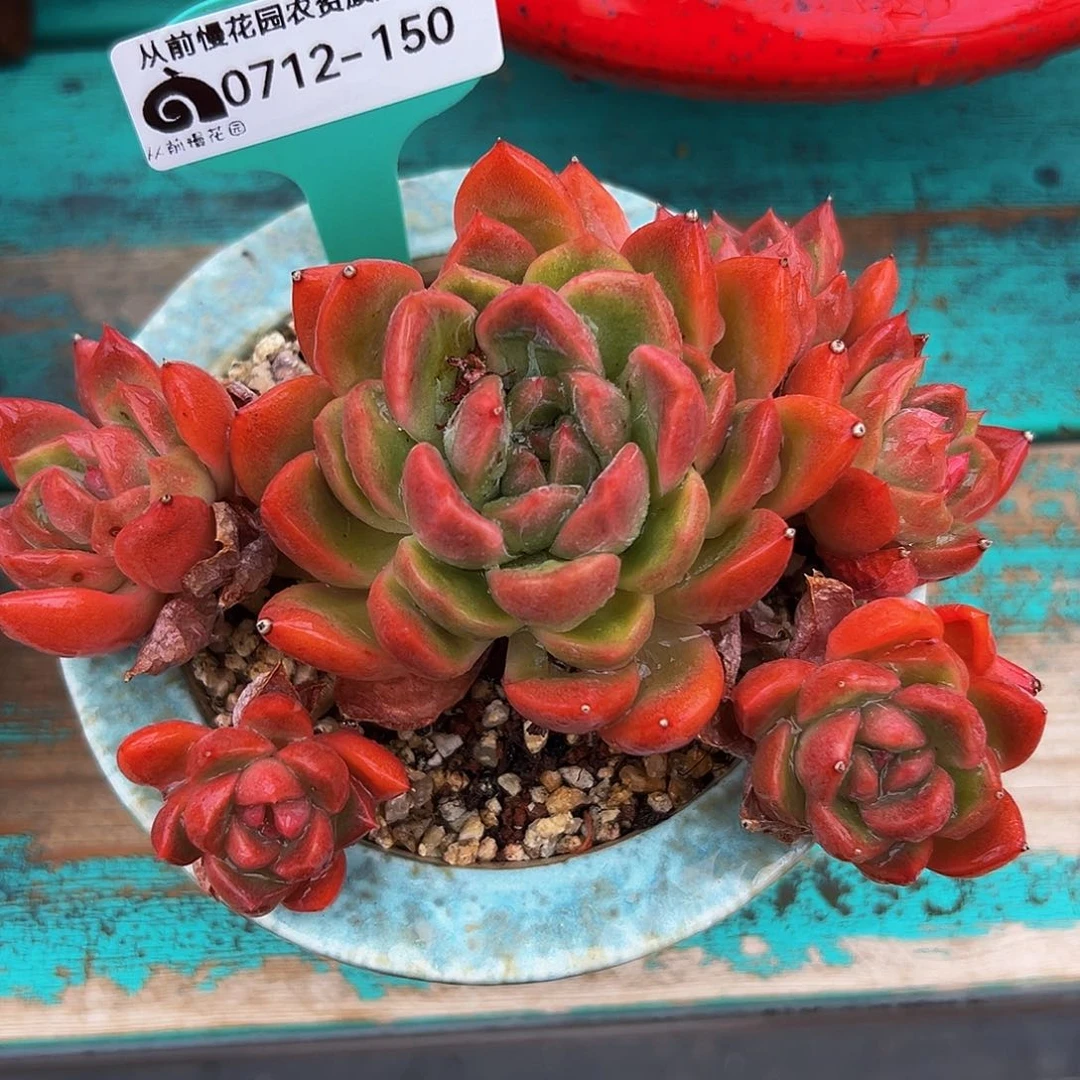 多肉一物一拍0712-150