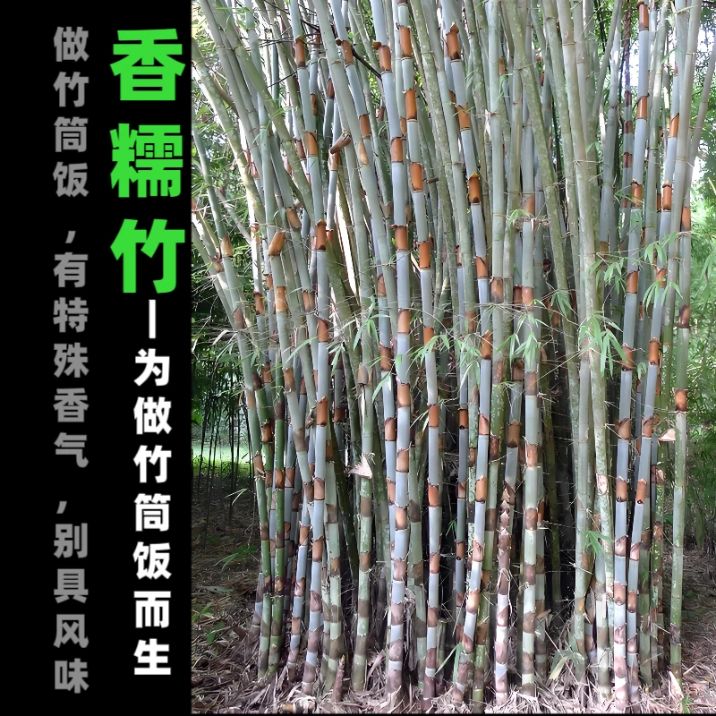 香糯竹竹筒饭竹子苗盆栽盆景室内绿植盆栽基地直发竹苗