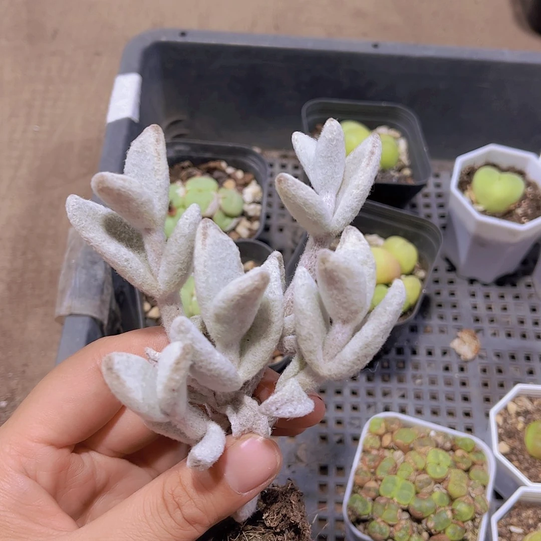 咔*汐福兔多肉植物1个