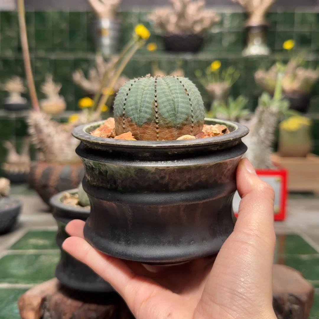 S***r欧系布纹 一物一拍