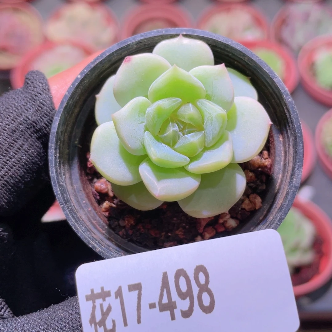 花利美17-498新品珍妮