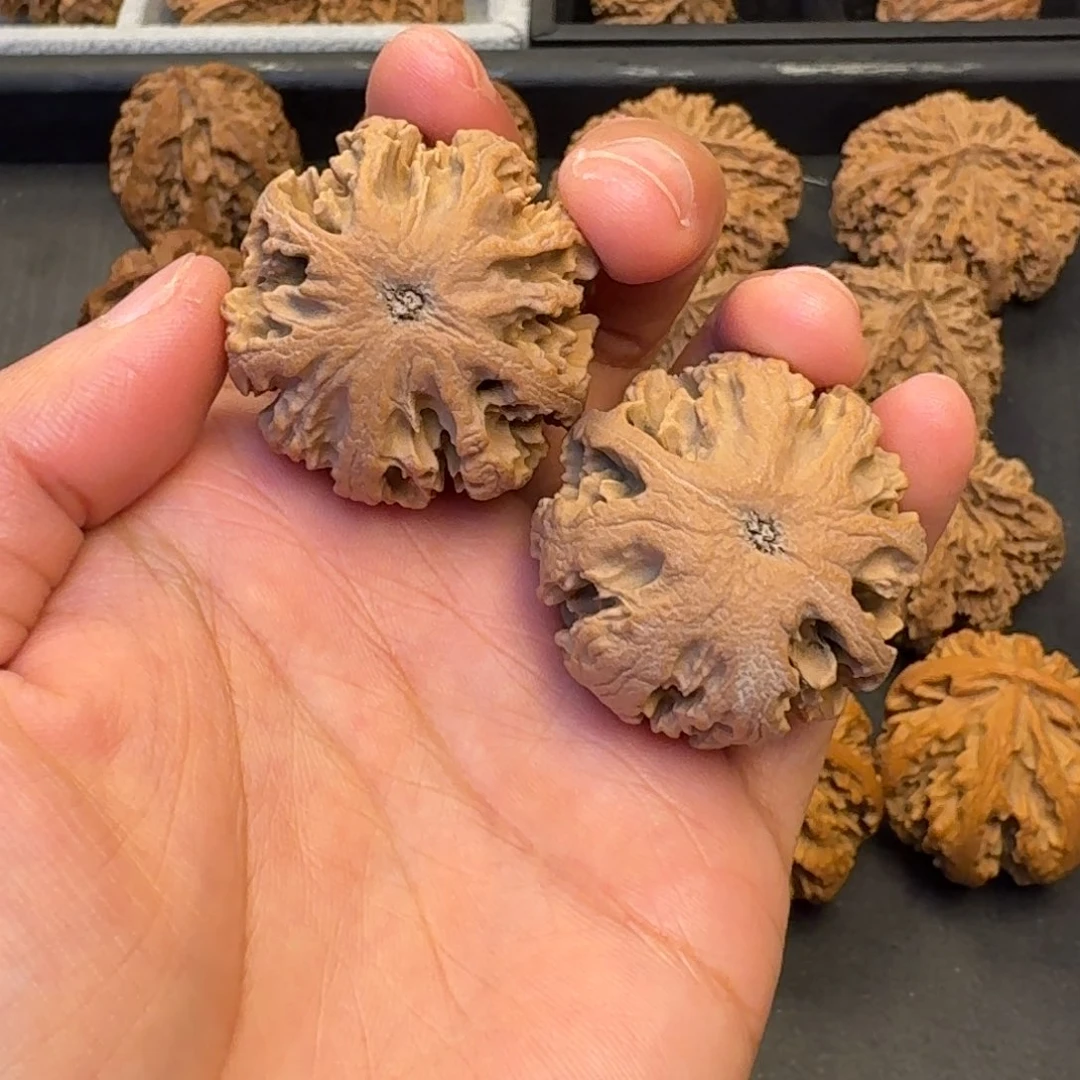 核桃突突突突突突突突突突突突突突