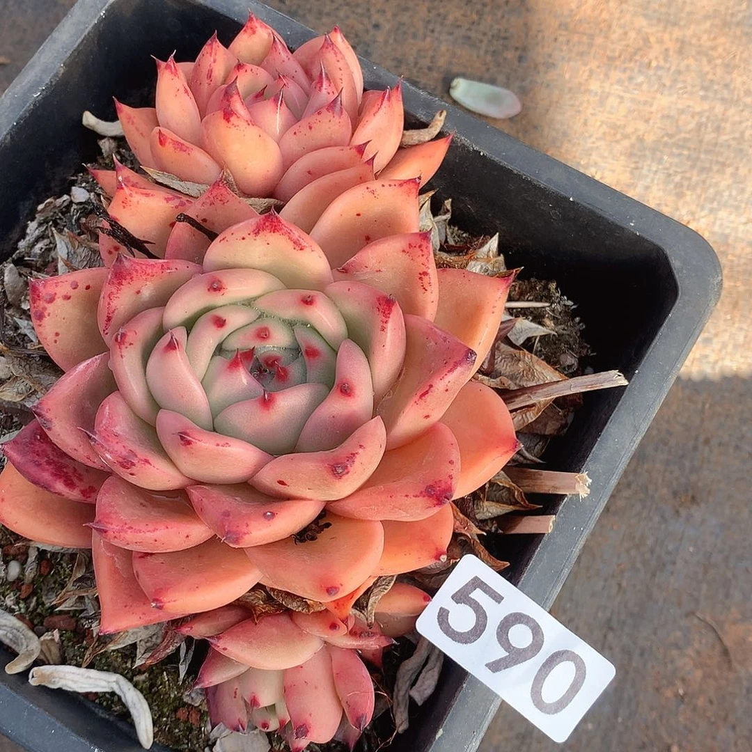 590东云一物一拍多肉