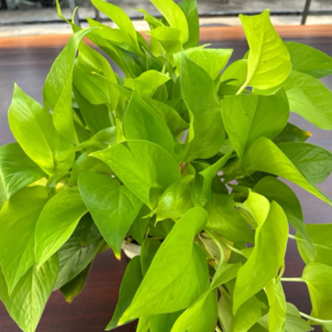 室内黄金葛盆栽吸除甲醛净化空气好养易活四季绿植