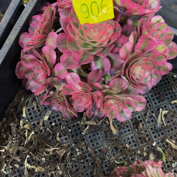 多肉植物福利906个