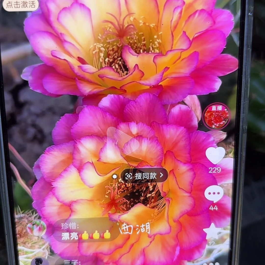 苏气尔毛侧牙20包邮仙人球小小小