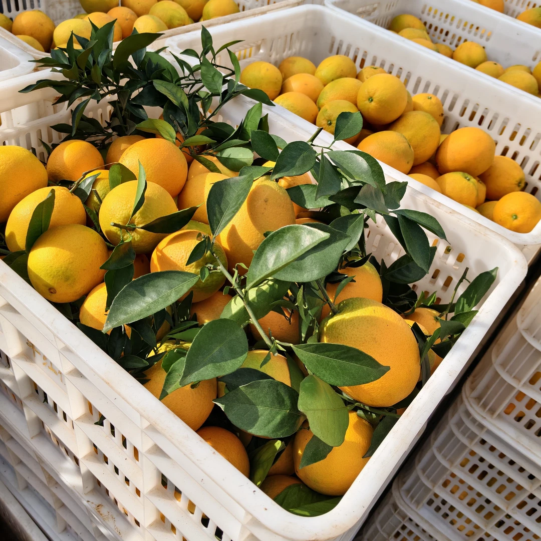 赣南脐橙应季水果手剥果冻冰糖甜橙产地正宗江西赣州橙子