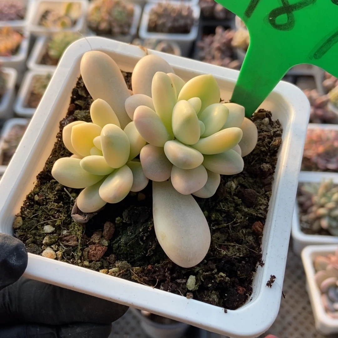 987洛神锦多肉植物