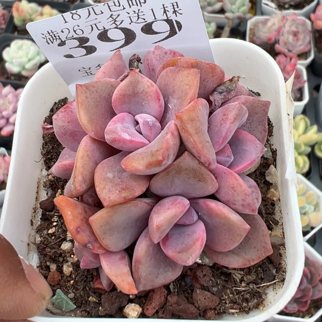 399号六头彩虹糖群一物一拍满18包邮