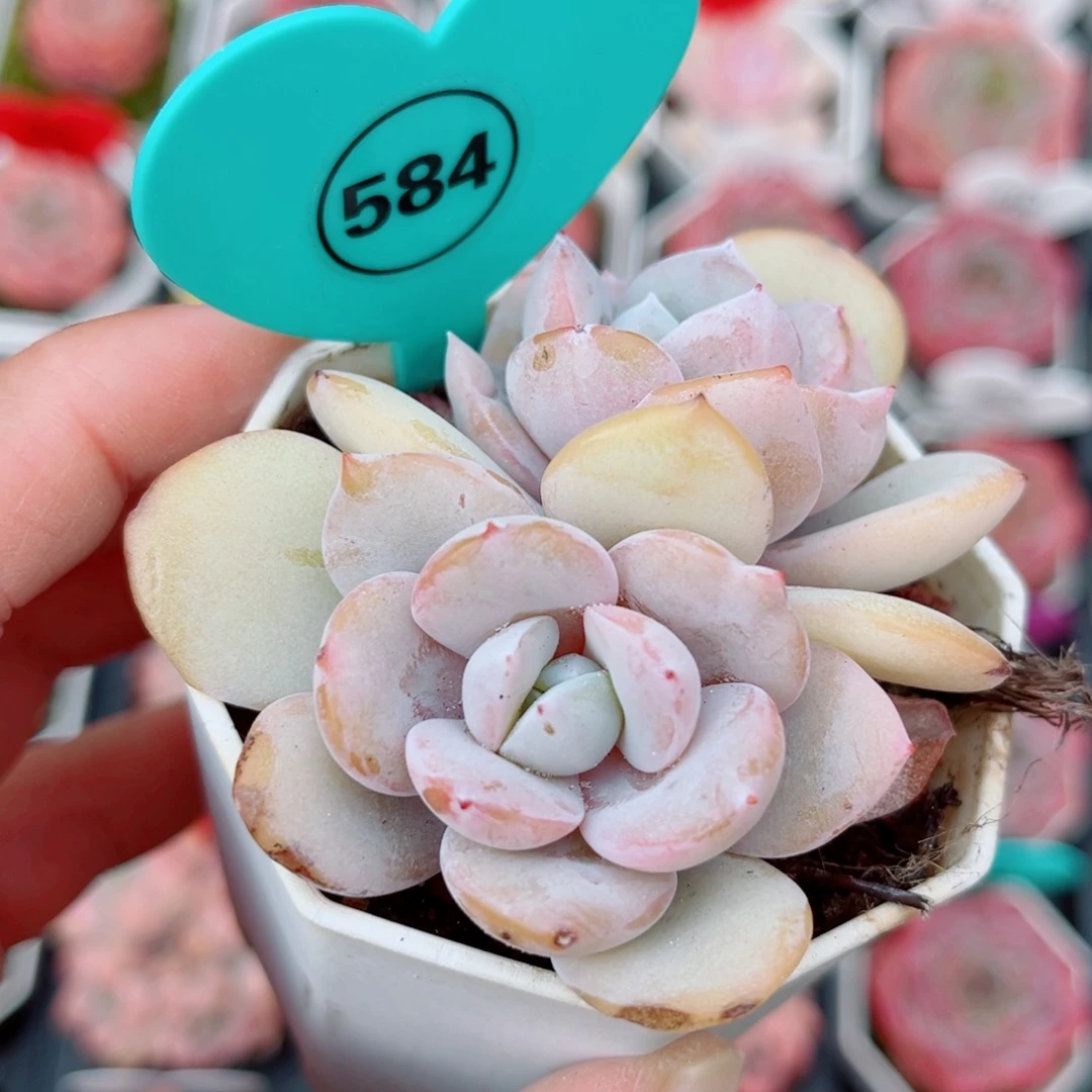 584号小老桩奶茶双头
