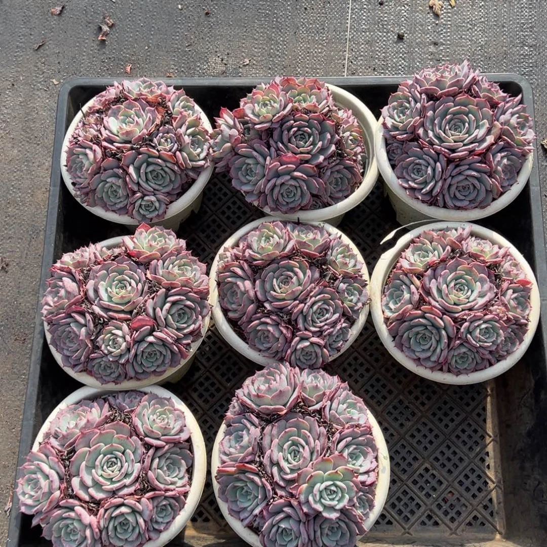 劳伦斯，图中任意一颗，尺寸12+