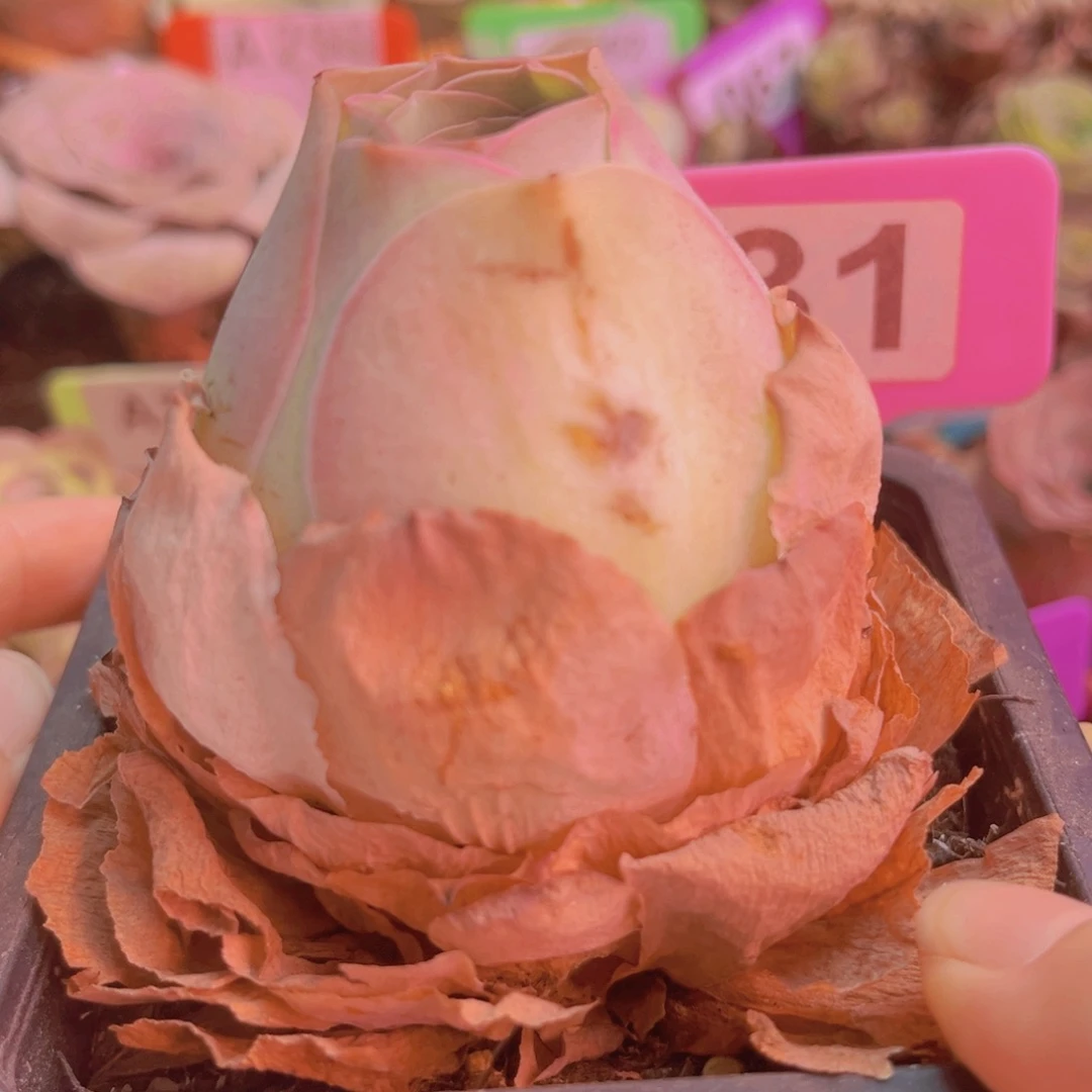 231山地玫瑰粉色