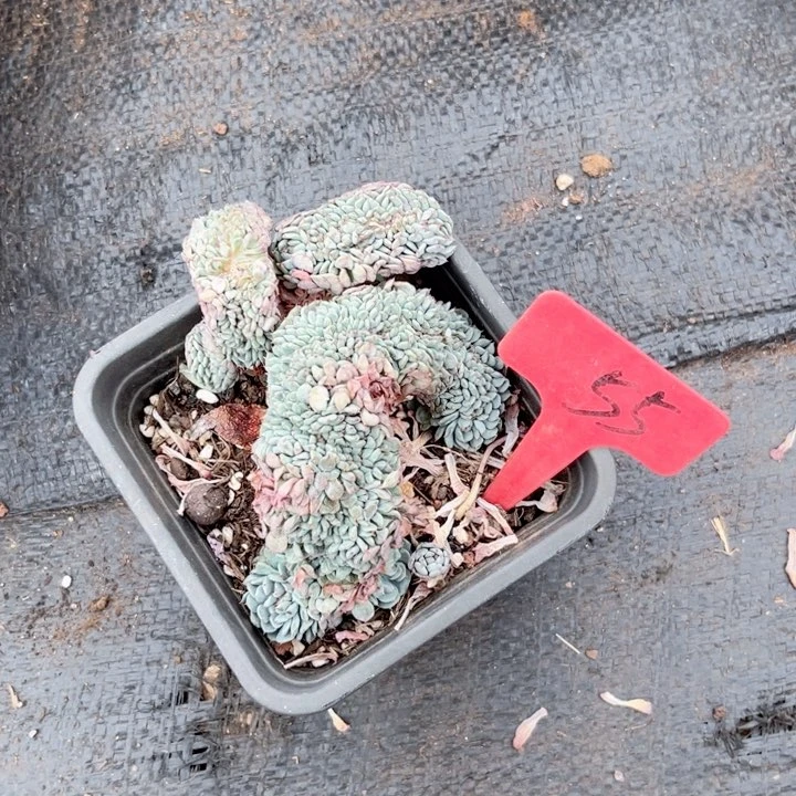 ᨳ****晨语多肉一物一拍55