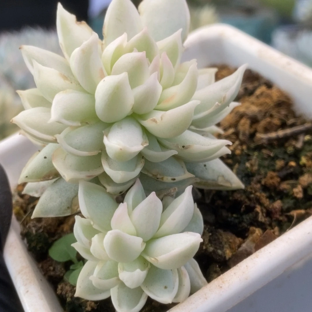 507牡丹冰锦锦锦锦锦锦锦