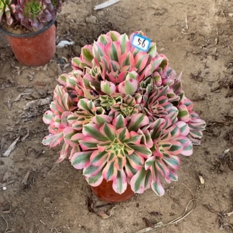 粉女巫捧花一物一拍