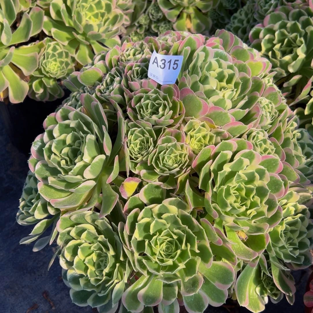 无花朵315白凤法师多肉