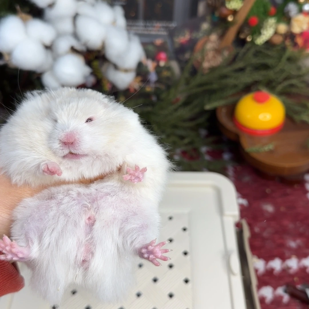 奶油鸽灰弟弟10.18