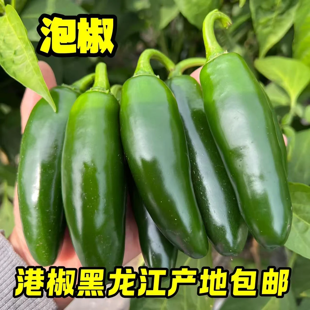 东北新鲜港椒皮薄肉厚可腌制咸菜泡菜泡椒蔬菜