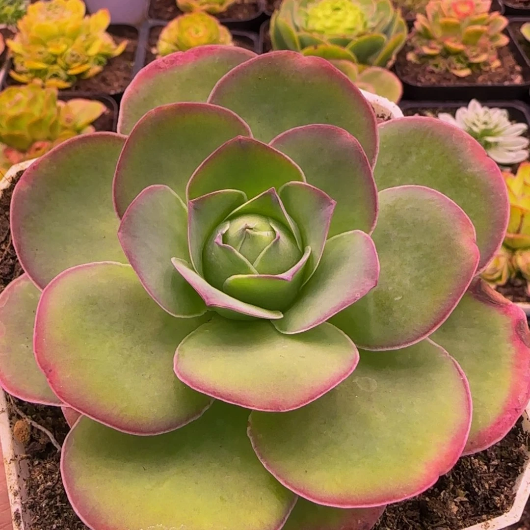 福利113434686868686886