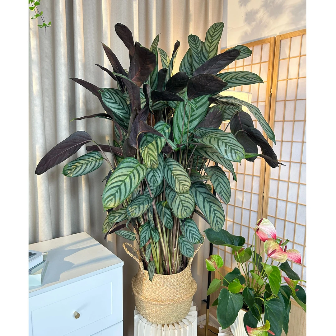 新飞羽竹芋盆栽网红绿植室内好养耐阴吸甲醛四季常青室内植物