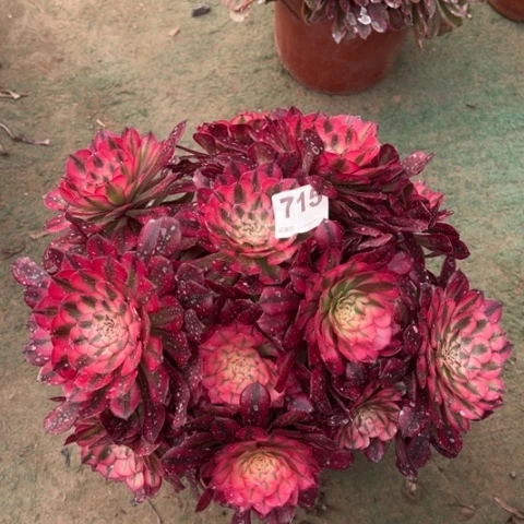 715铜壶锦朵朵多肉，