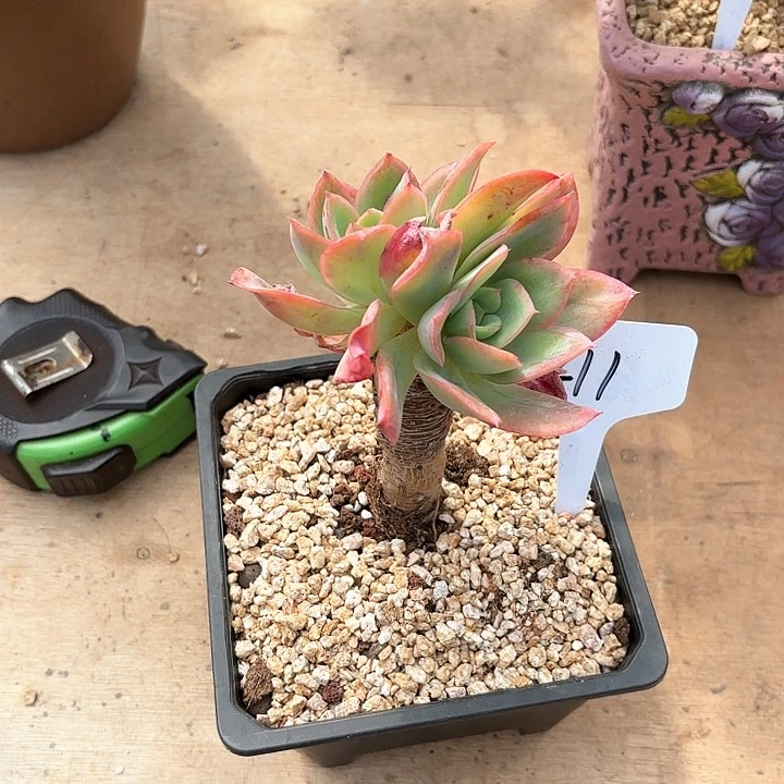 多肉植物，骑罗211号