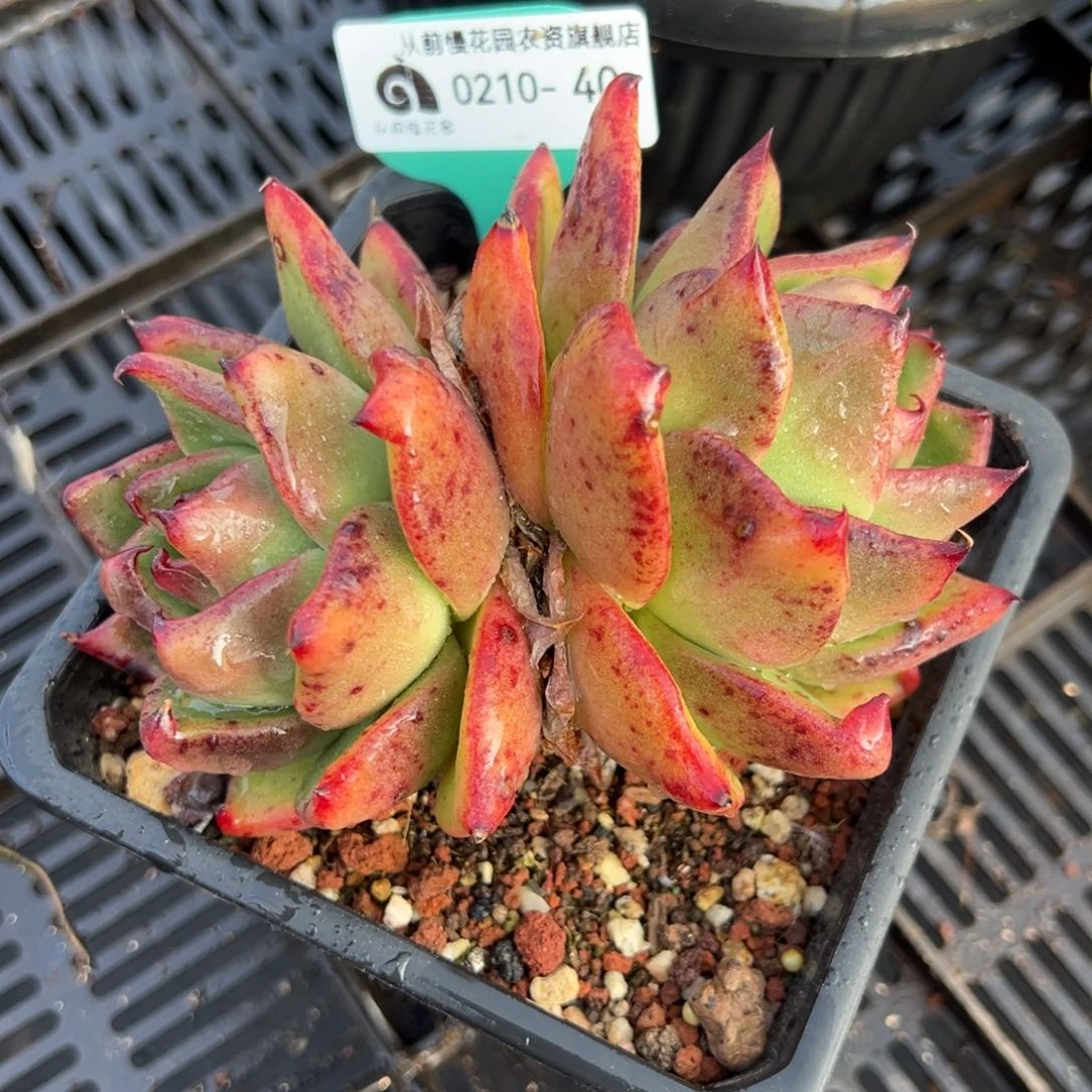 从前慢多肉精选编号0210.40