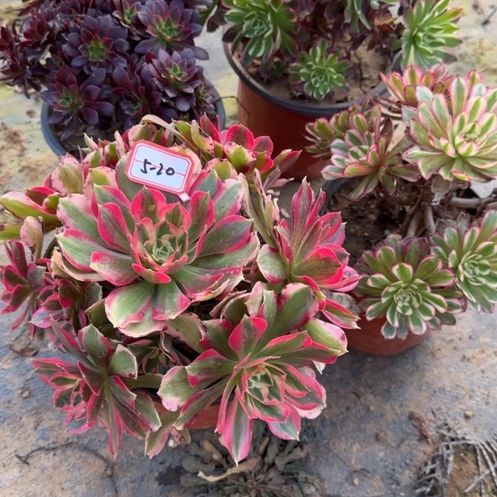 5-20处理不包售后4多肉