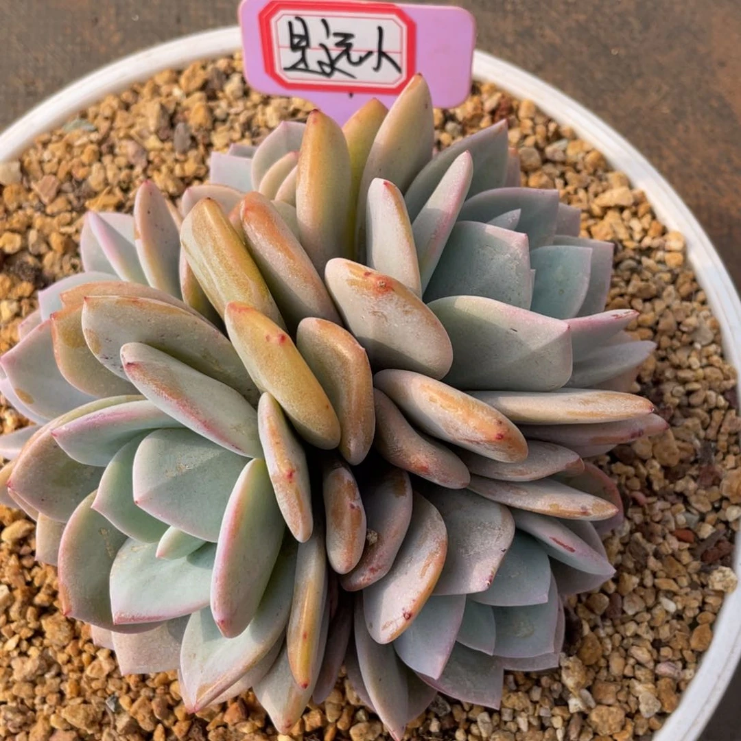 ?****?姐姐说她真的有男朋友