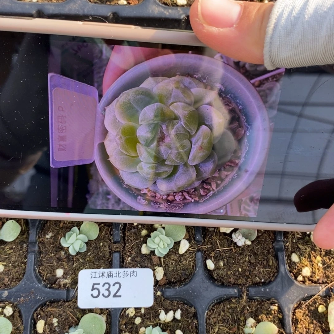 标532财富p芽苗一个