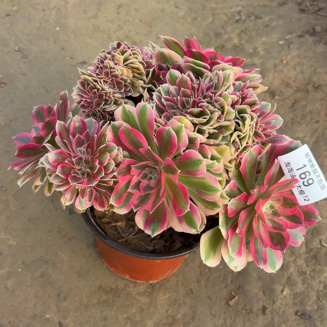 169粉女巫缀化多肉植物