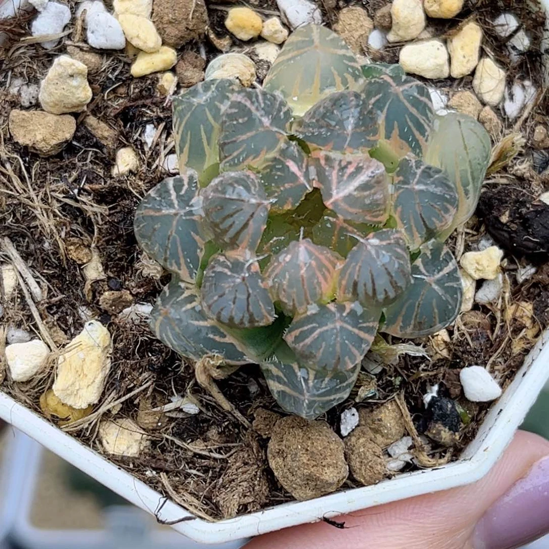 108糊斑霓虹灯玉露锦福利专场